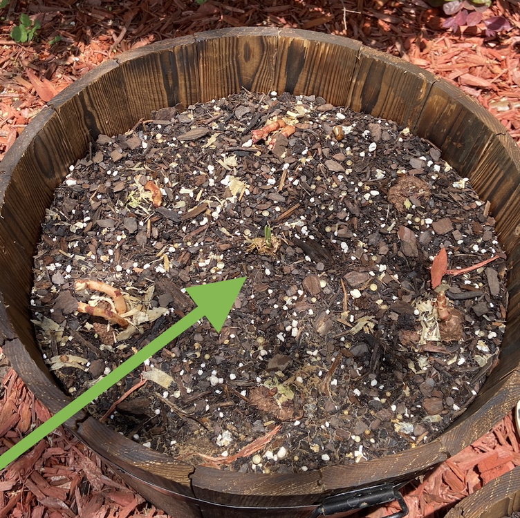 Photo of the plant species Polianthes tuberosa by @ejmac named Sassenach on Greg, the plant care app