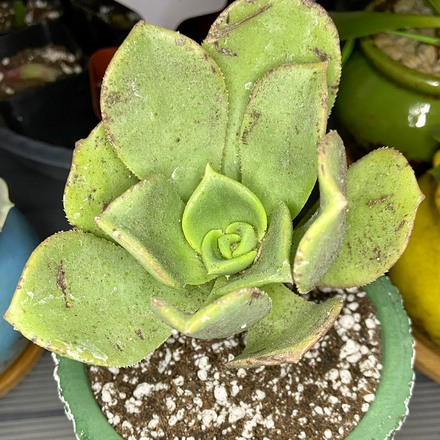 Photo of the plant species Aeonium Nobile by @ejmac named Nobile on Greg, the plant care app