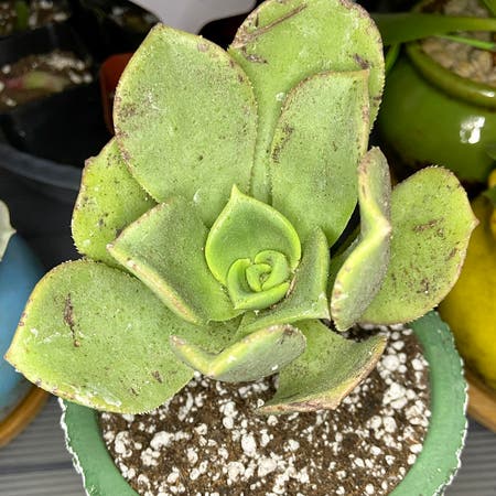 Photo of the plant species Aeonium Nobile by Ejmac named Nobile on Greg, the plant care app
