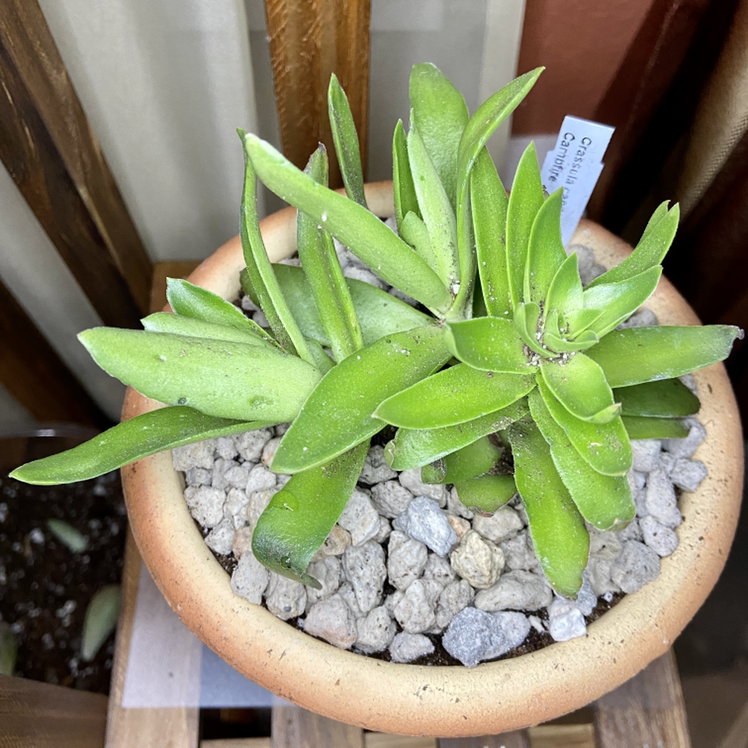 Crassula capitella 'Campfire' plant in a pot with rocky soil, healthy green leaves.