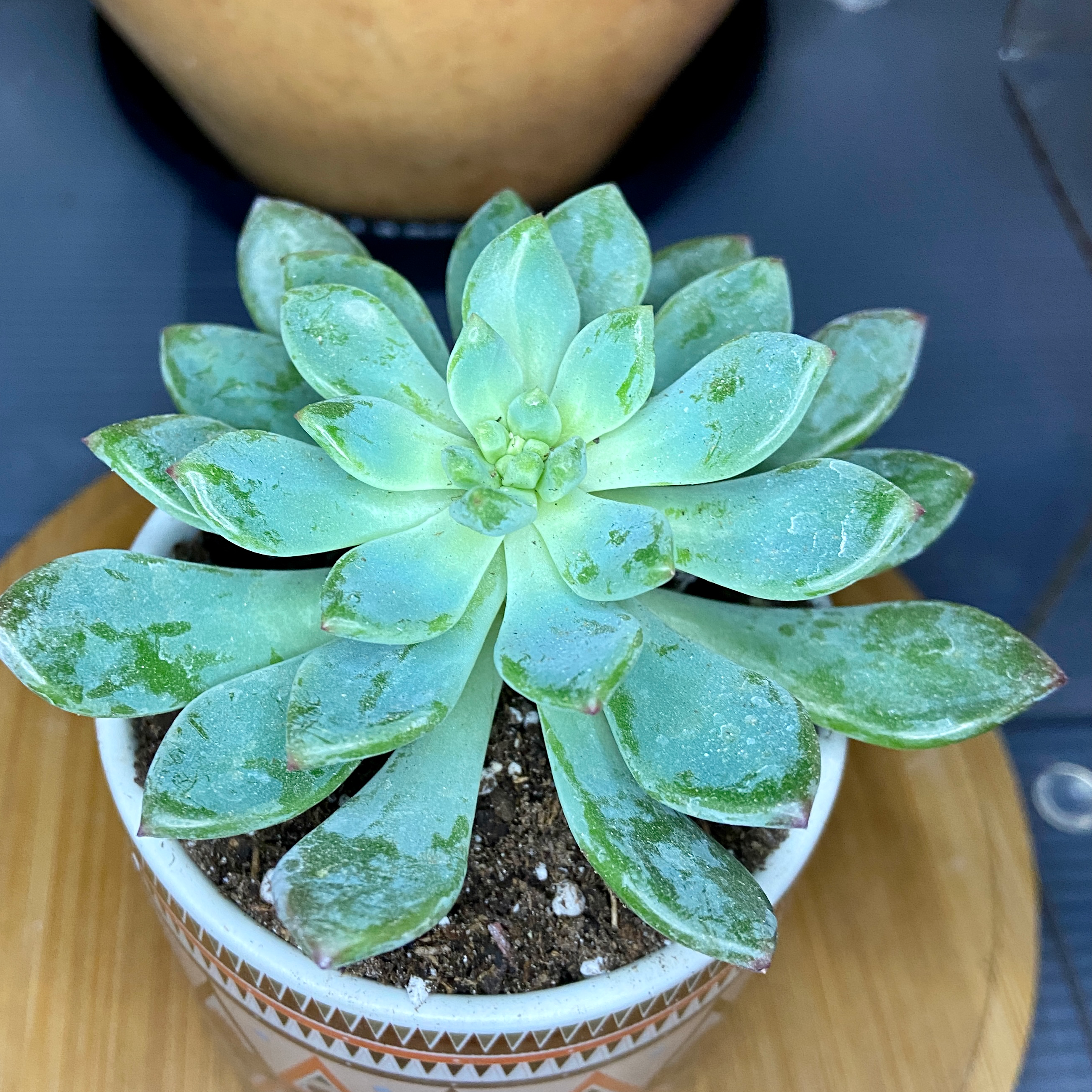 Plant care for Bamboo Orchid on Greg, the plant care app