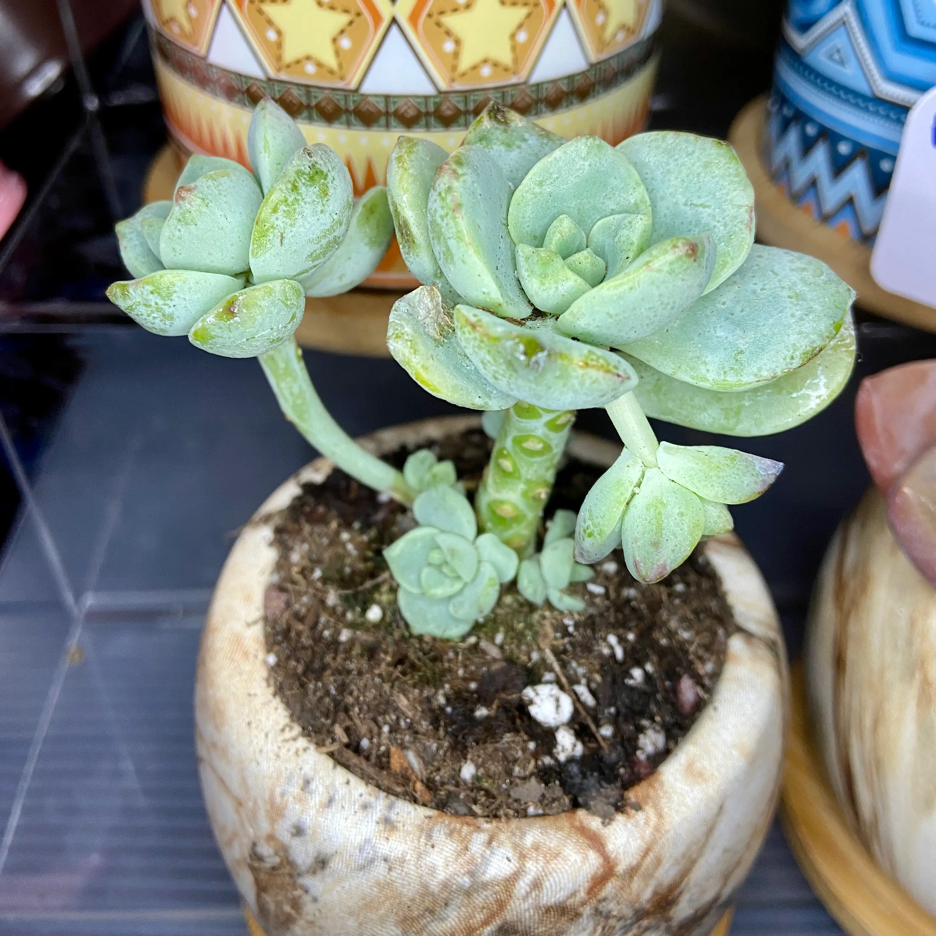 Photo of the plant species Echeveria Vanilla Bees by @ejmac named Vanilla Ice on Greg, the plant care app