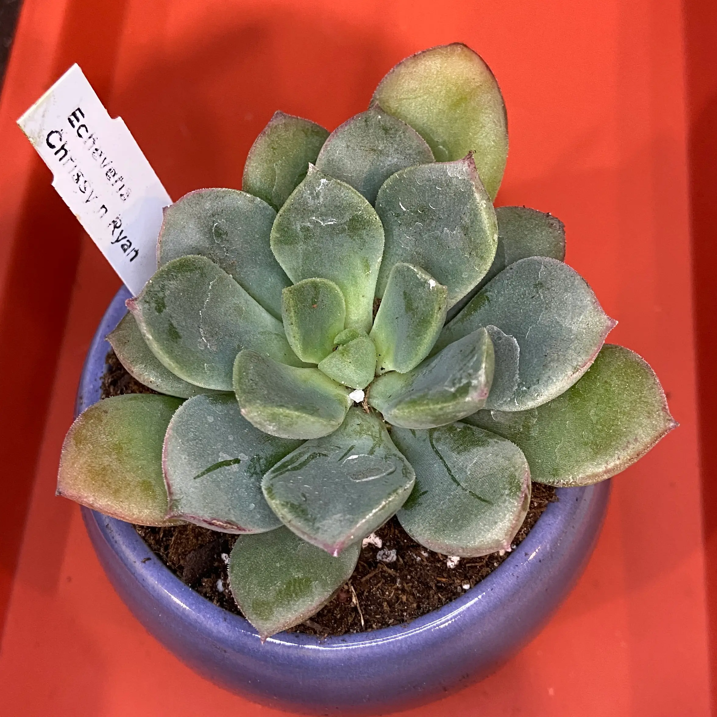 Photo of the plant species Echeveria Chrissy n Ryan by @ejmac named Chrissy Ryan on Greg, the plant care app
