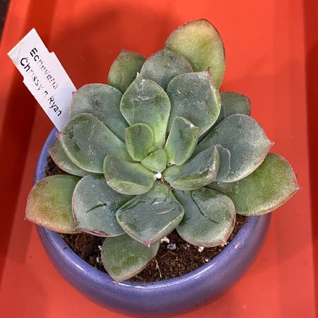 Photo of the plant species Echeveria Chrissy n Ryan by Ejmac named Chrissy Ryan on Greg, the plant care app