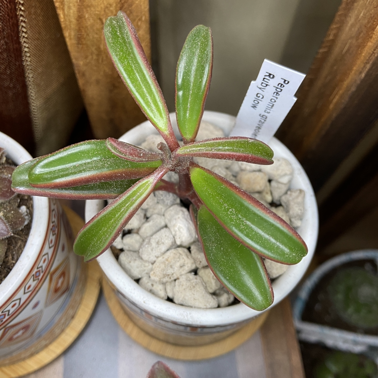 Photo of the plant species Ruby Glow Peperomia by @ejmac named Ruby on Greg, the plant care app