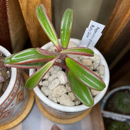 Photo of the plant species Ruby Glow Peperomia by Ejmac named Ruby on Greg, the plant care app