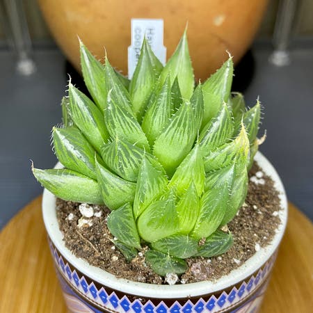 Photo of the plant species Haworthia Cooperi var. Cooperi by Ejmac named Pointy on Greg, the plant care app