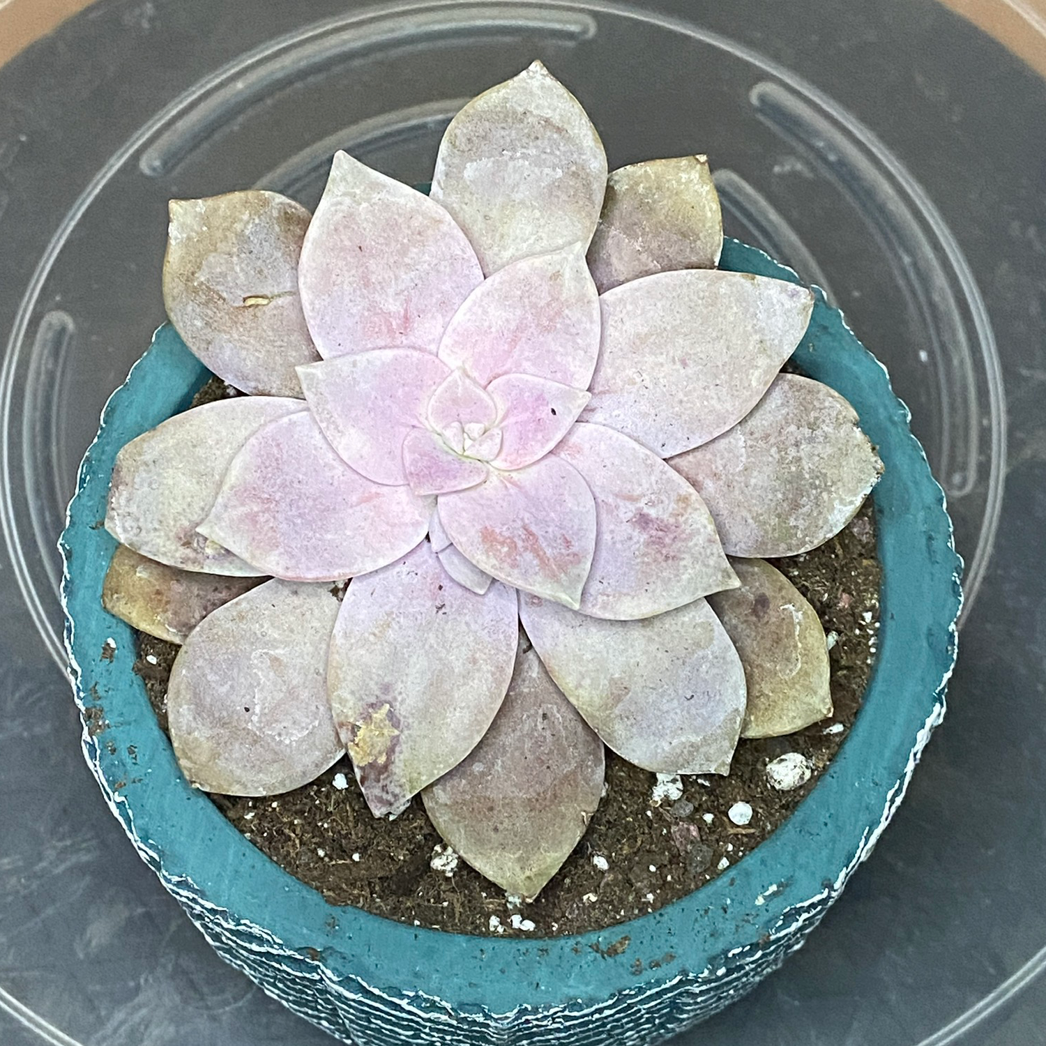 A potted Graptopetalum succulent with visible leaf discoloration.