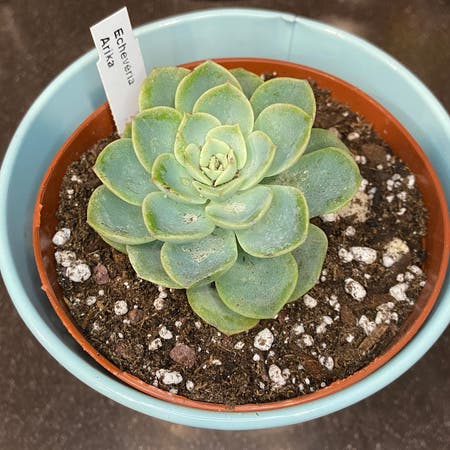 Photo of the plant species Echeveria Arika by Ejmac named Arika on Greg, the plant care app
