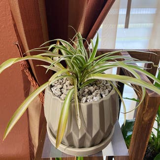 Reverse Variegated Spider Plant plant in Somewhere on Earth