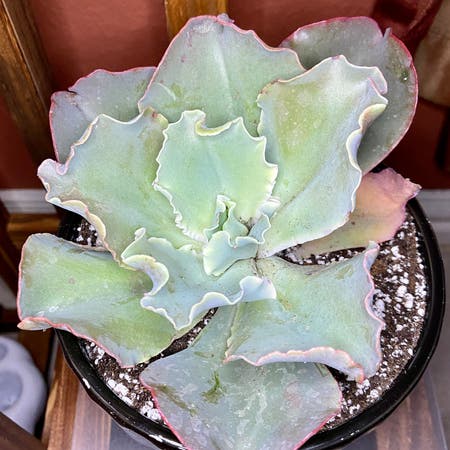 Photo of the plant species Echeveria Dick's Pink by Ejmac named Richard on Greg, the plant care app