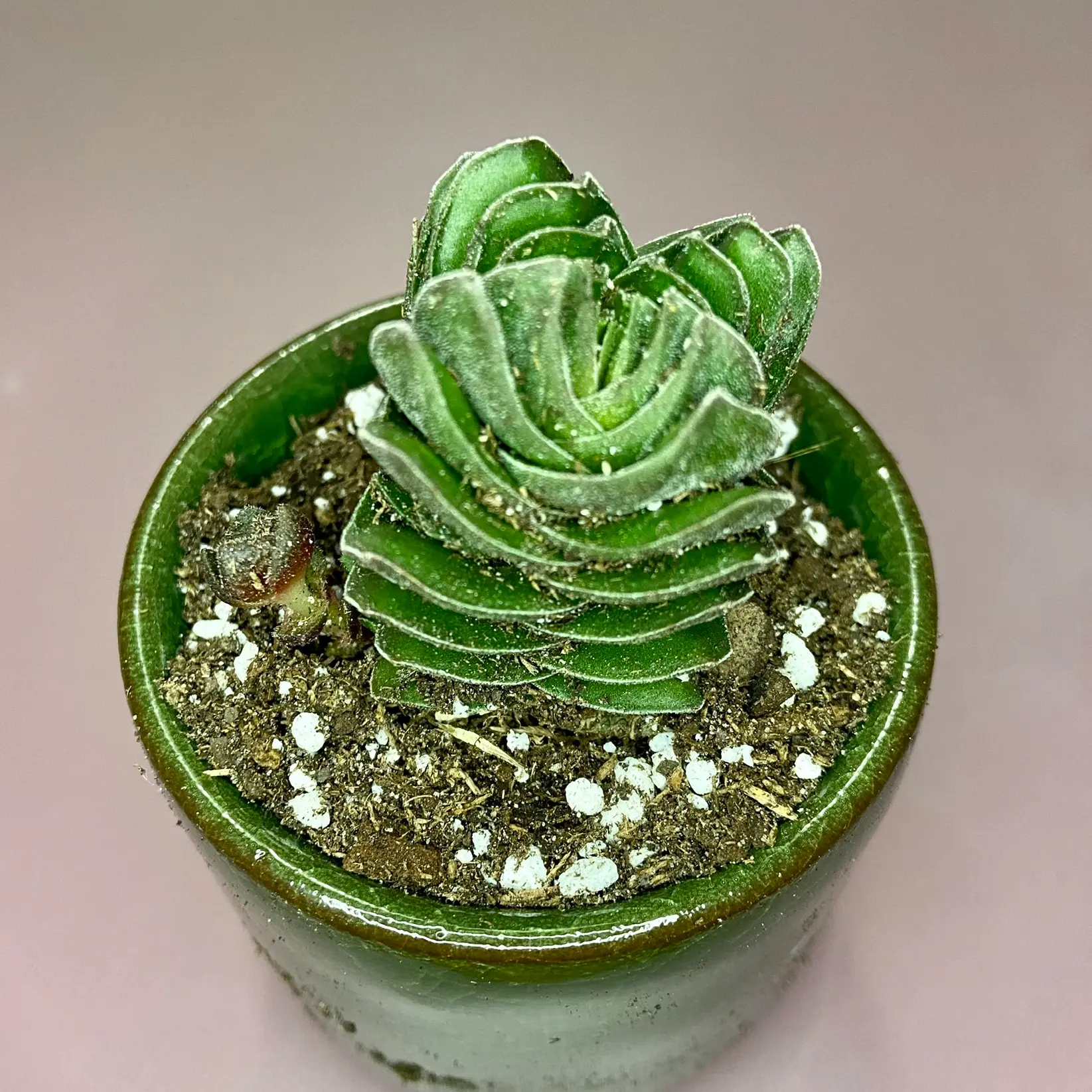 Crassula 'Buddha's Temple' plant in a green pot with visible soil.