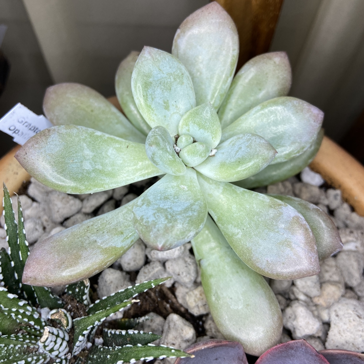 Graptoveria 'Opalina' succulent in a pot with visible soil and other plants.