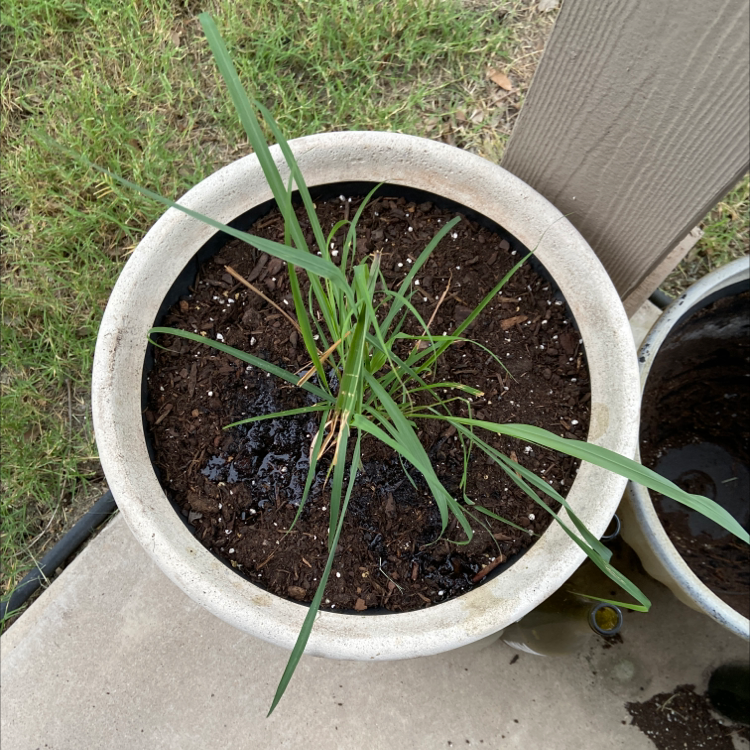 Lemon Grass plant photo by @ejmac named Mercy on Greg, the plant care app.