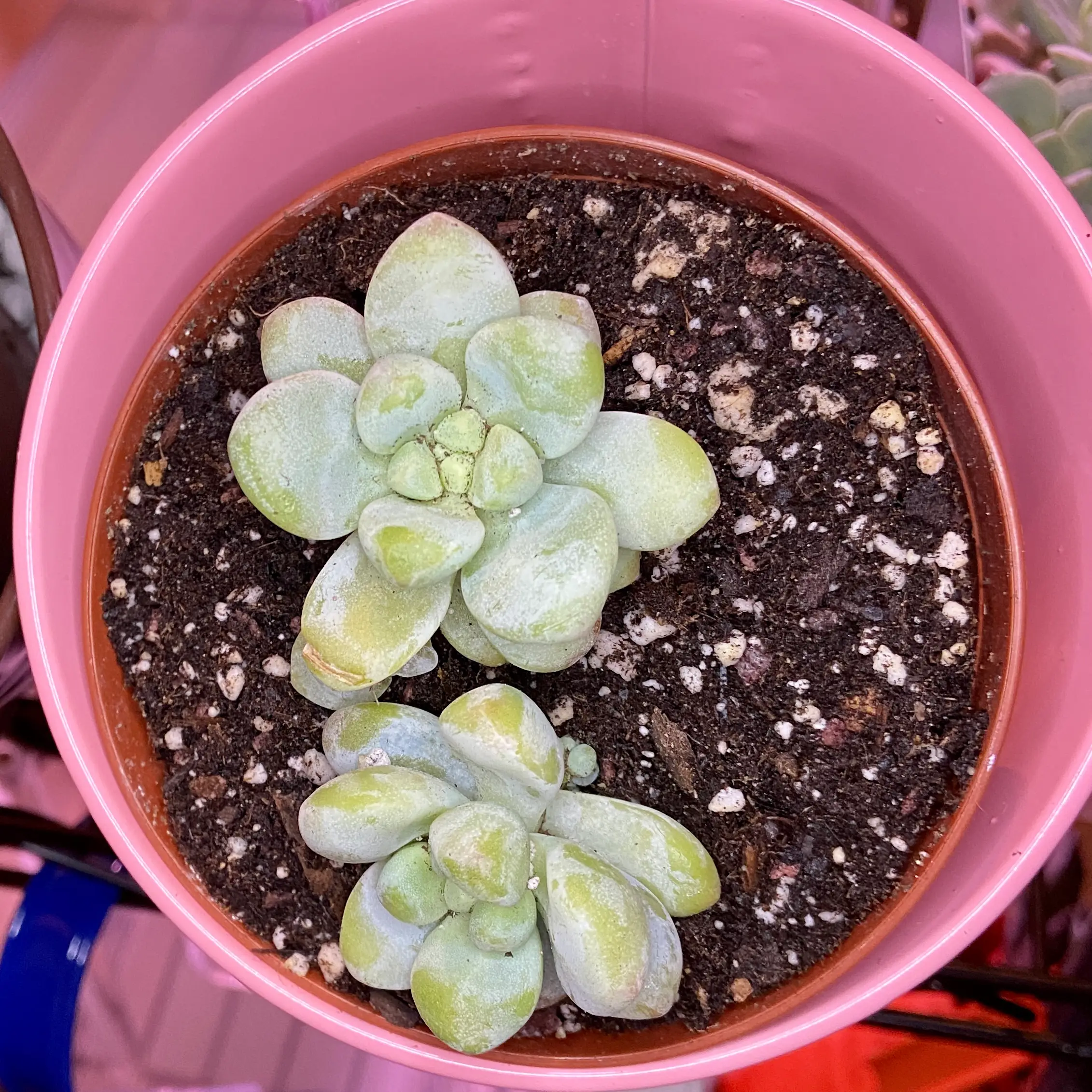 Sedum treleasei plant in a pink pot with visible soil and slight yellowing on leaves.