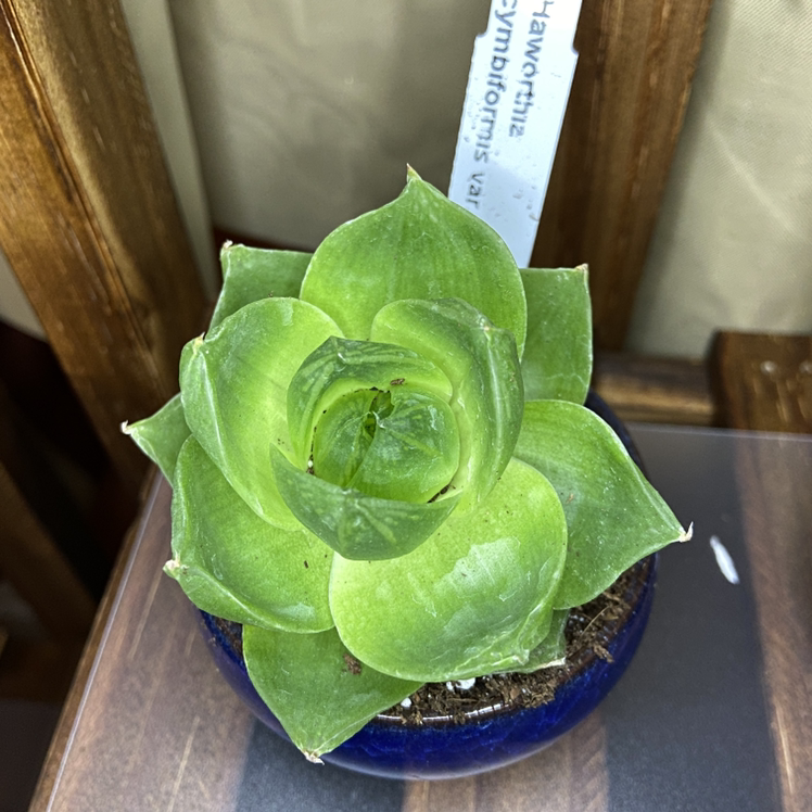 Photo of the plant species Haworthia ramosa by @ejmac named Ramos on Greg, the plant care app