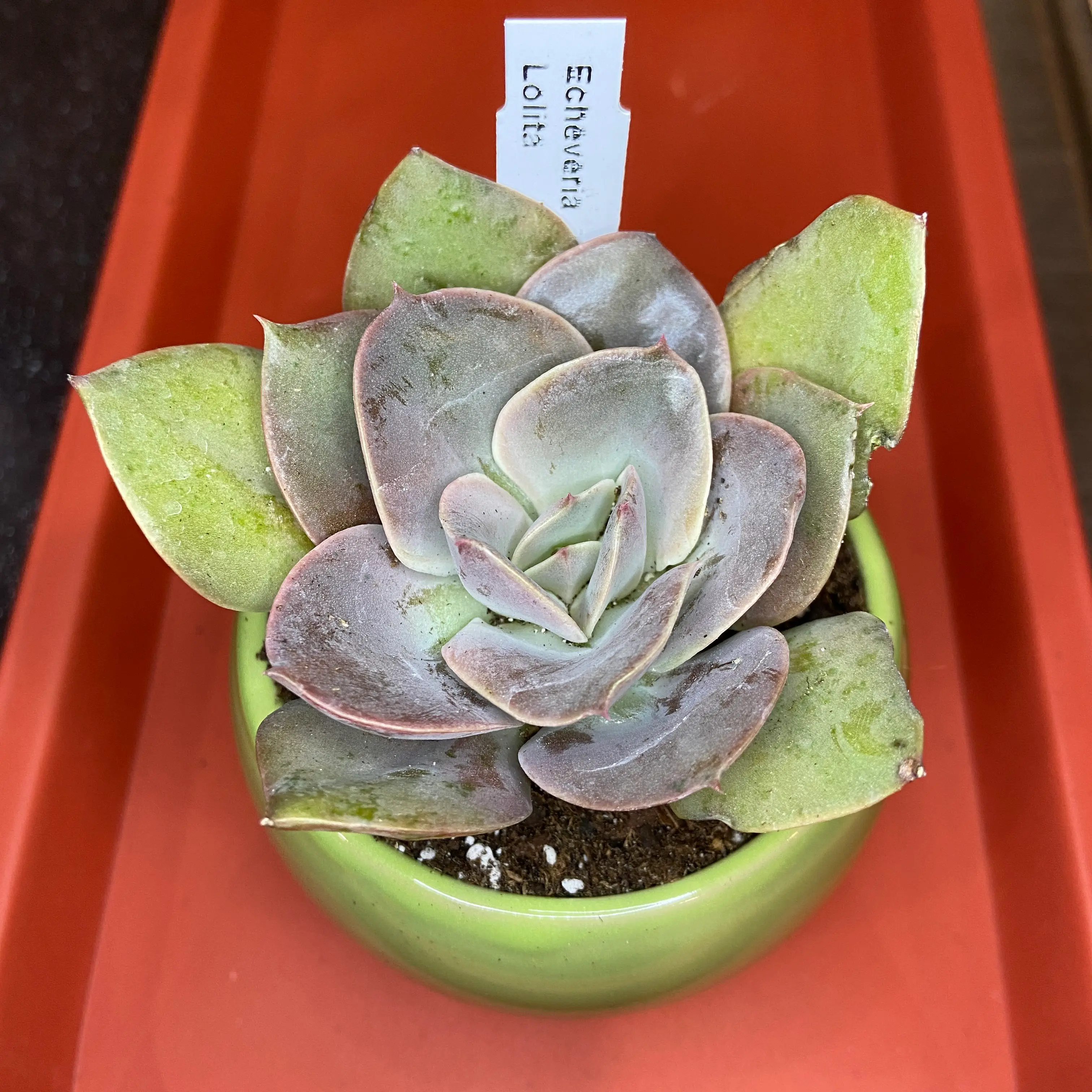 Photo of the plant species Echeveria Lolita by @ejmac named Lolita on Greg, the plant care app