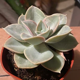 Echeveria Green Pearl plant in Somewhere on Earth