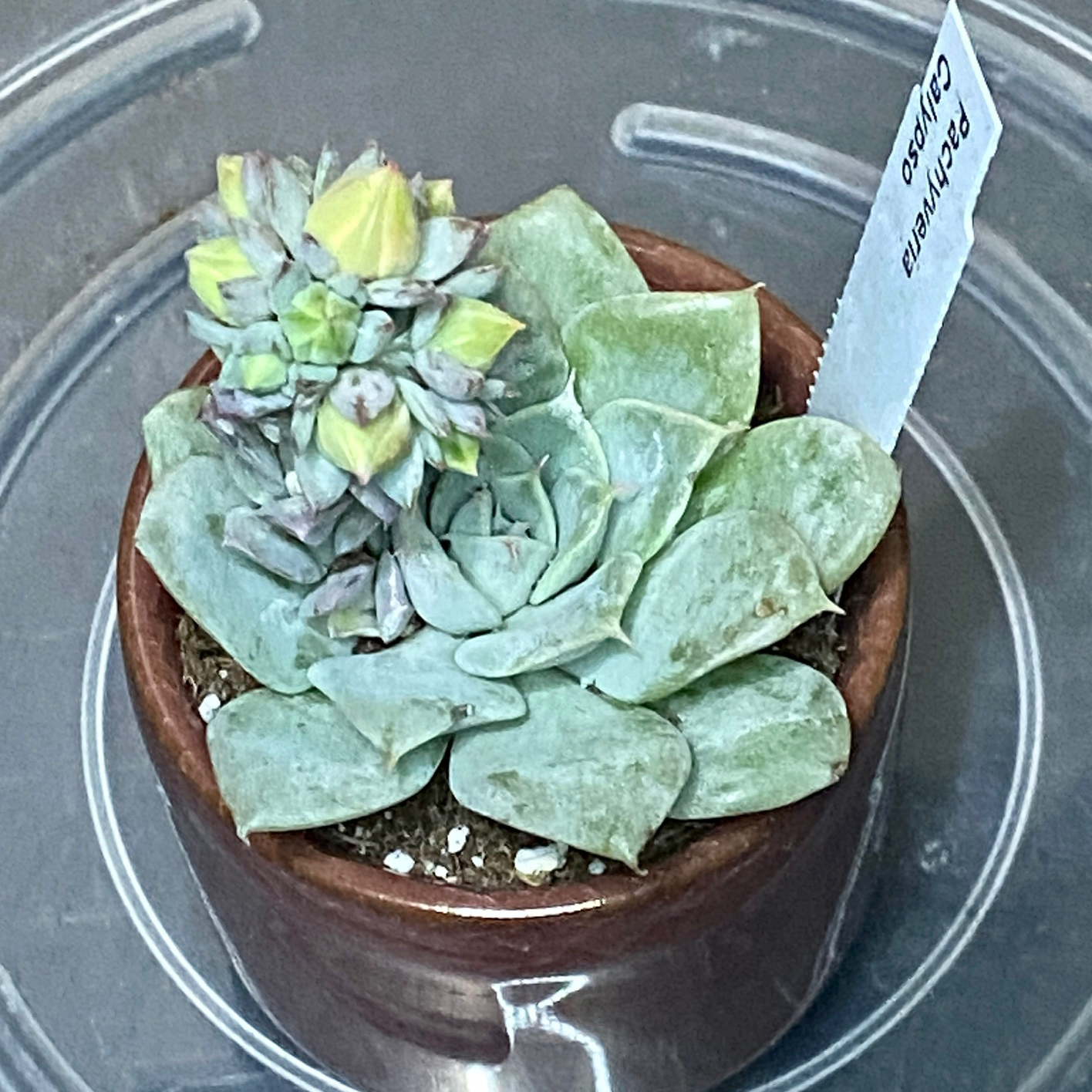 Photo of the plant species Pachyveria Calypso by @ejmac named Calypso on Greg, the plant care app