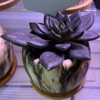 Black Prince plant in Somewhere on Earth
