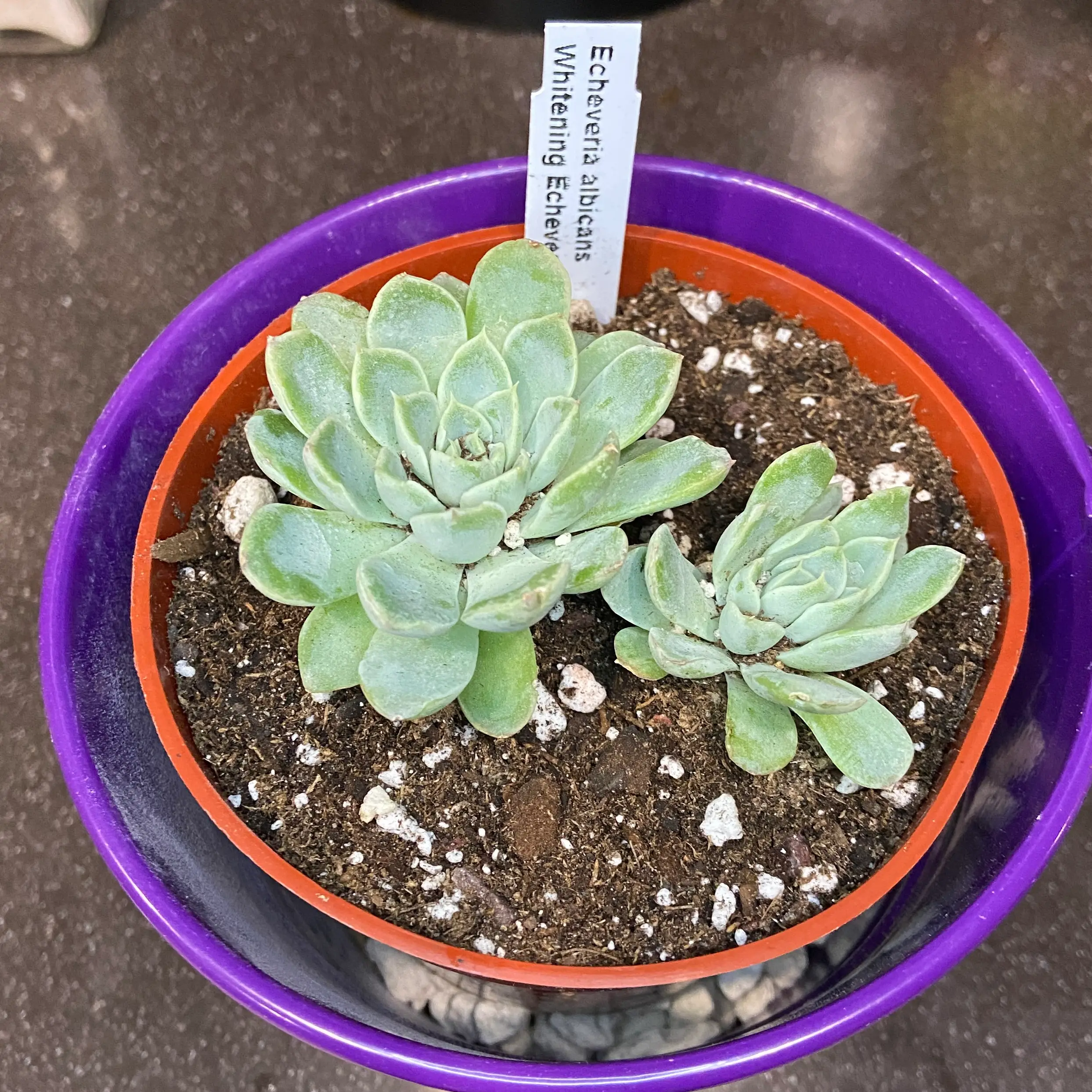 Photo of the plant species Echeveria Whitening by @ejmac named Ivory on Greg, the plant care app