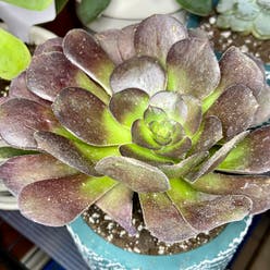 Blushing Aeonium plant