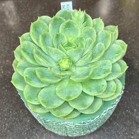 Photo of the plant species Echeveria 'Seaglass' by Ejmac named Mermaid on Greg, the plant care app