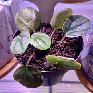 Silver Frost Peperomia plant in Somewhere on Earth