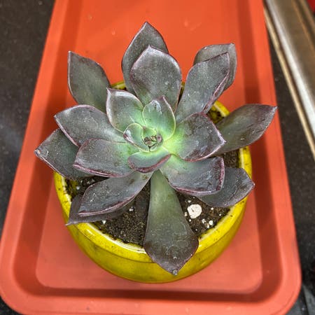Photo of the plant species Echeveria Phyllis Collis by Ejmac named Phyllis on Greg, the plant care app