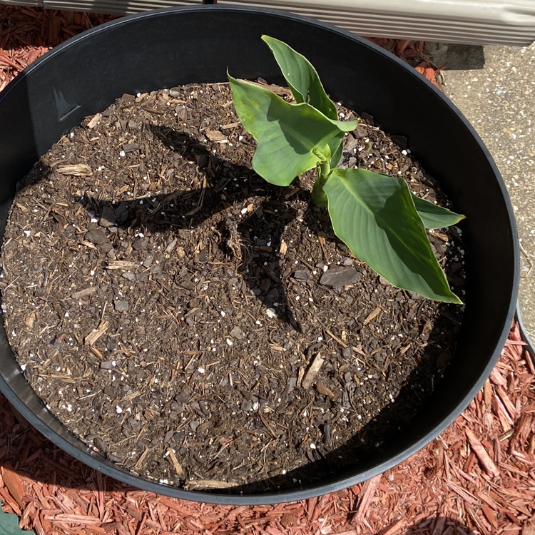 Healthy canna lily plant with large green leaves growing in a black plastic pot filled with soil.