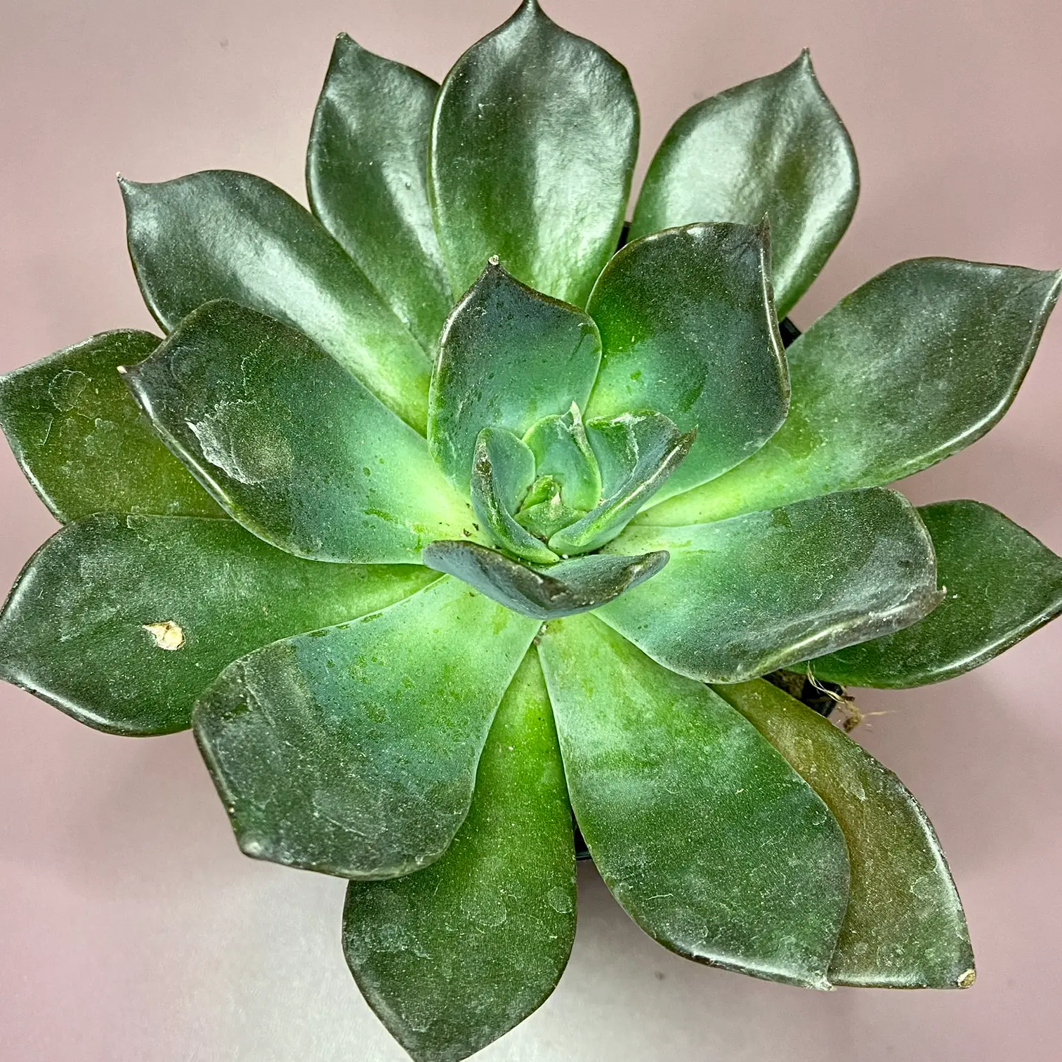 Echeveria 'Dark Moon' succulent with dark green leaves, minor browning at edges.