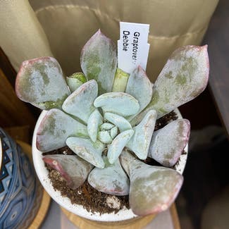 Graptoveria 'Debbie' plant in Somewhere on Earth