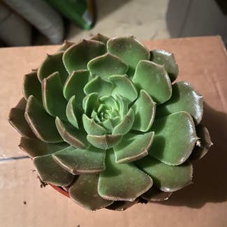 Echeveria Brown Rose plant in Somewhere on Earth
