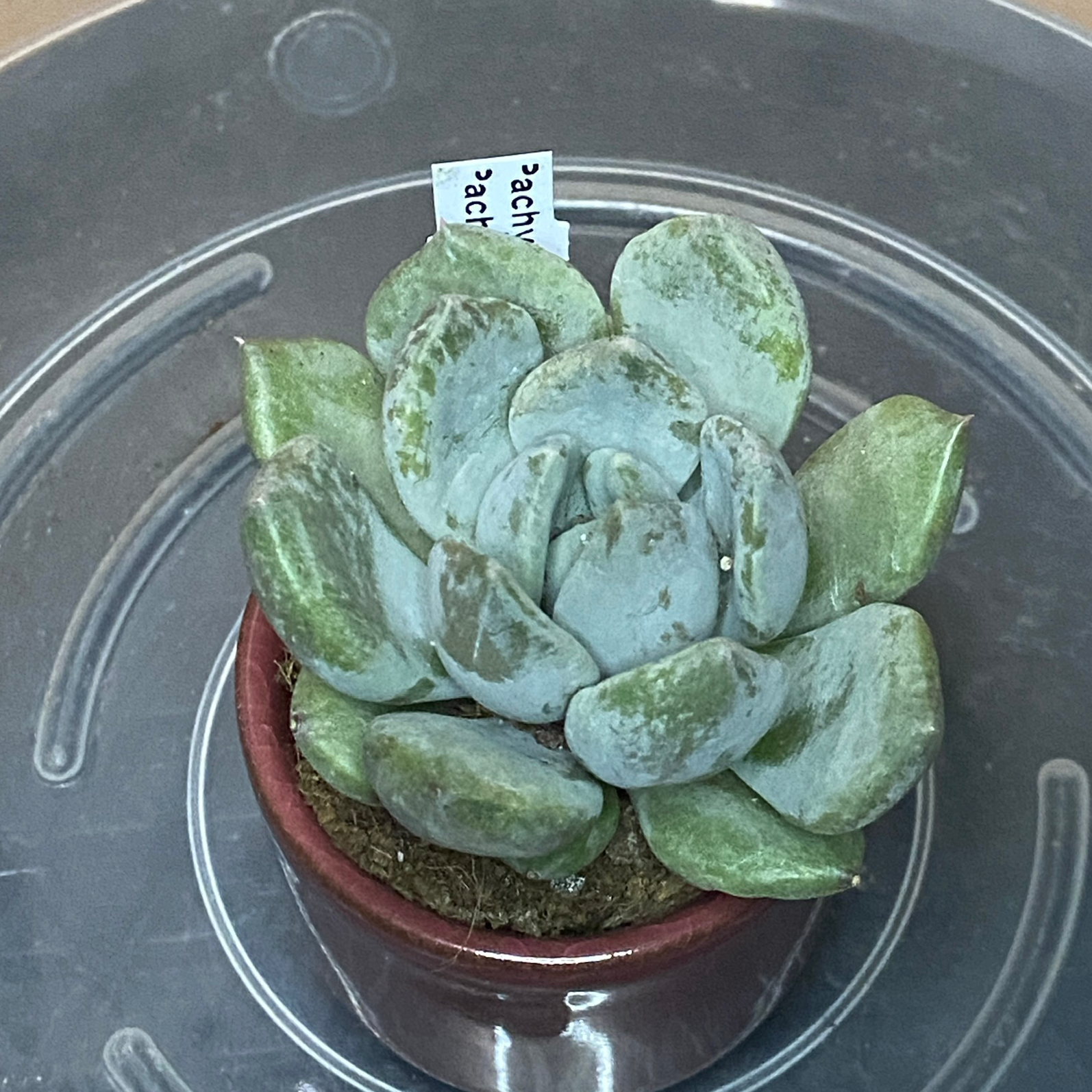 Photo of the plant species Pachyveria Pachyphytoides by @ejmac named Pachy on Greg, the plant care app