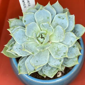 Echeveria Tolucensis plant in Somewhere on Earth