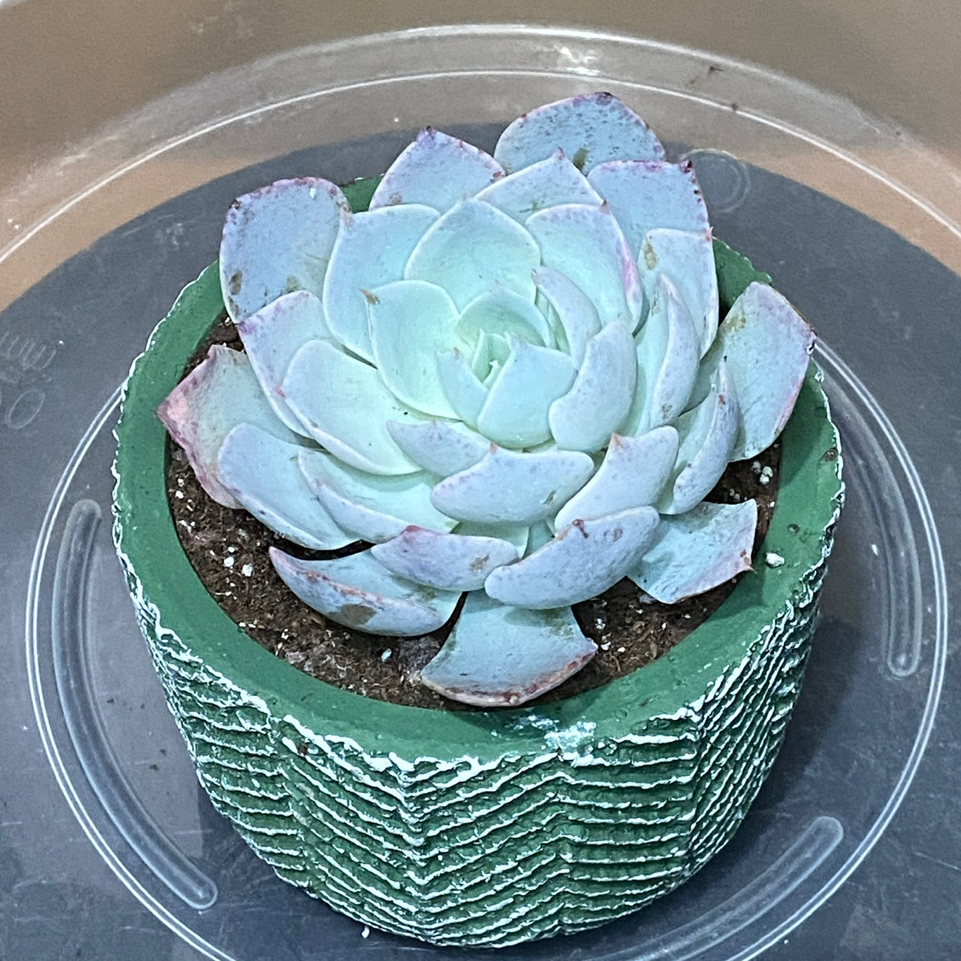 Echeveria 'Morning Beauty' succulent in a green pot with visible soil.