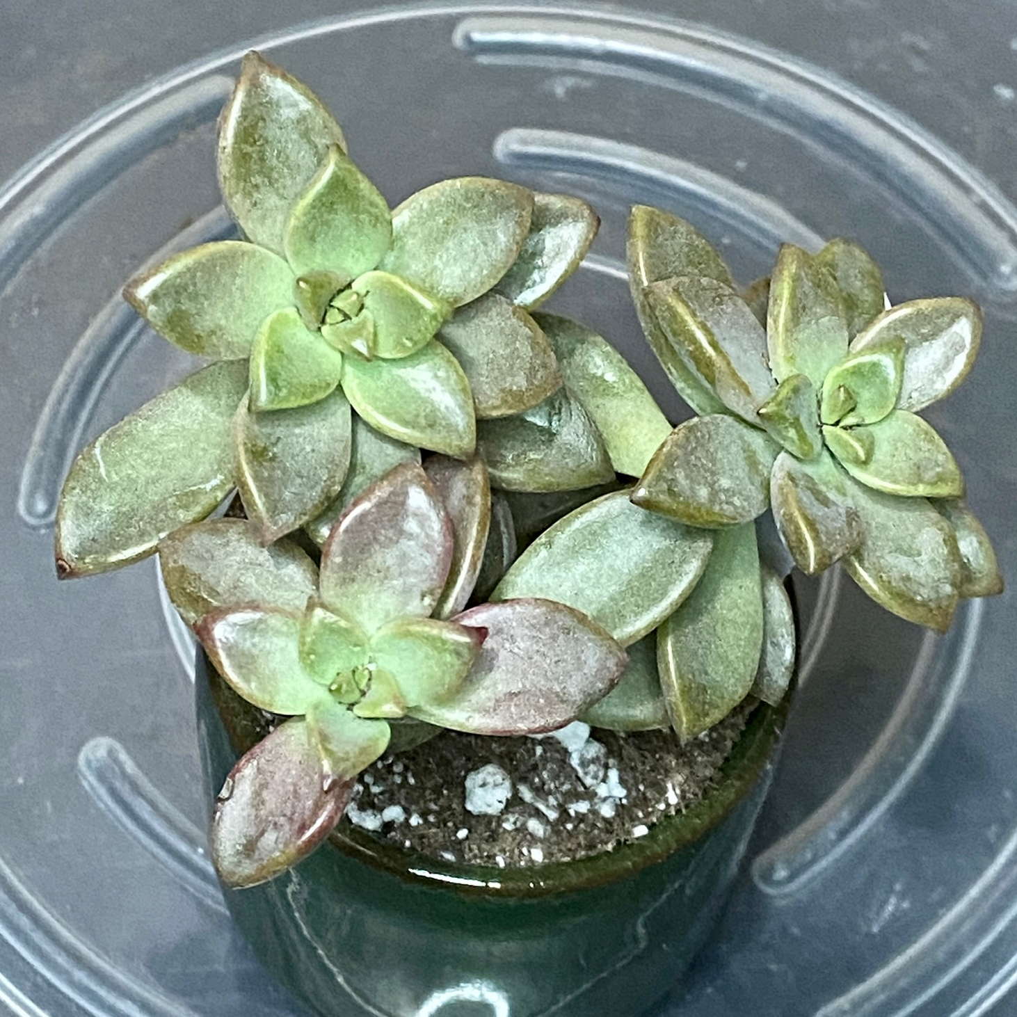 Graptosedum 'Alpenglow' succulent plant in a pot with visible soil.