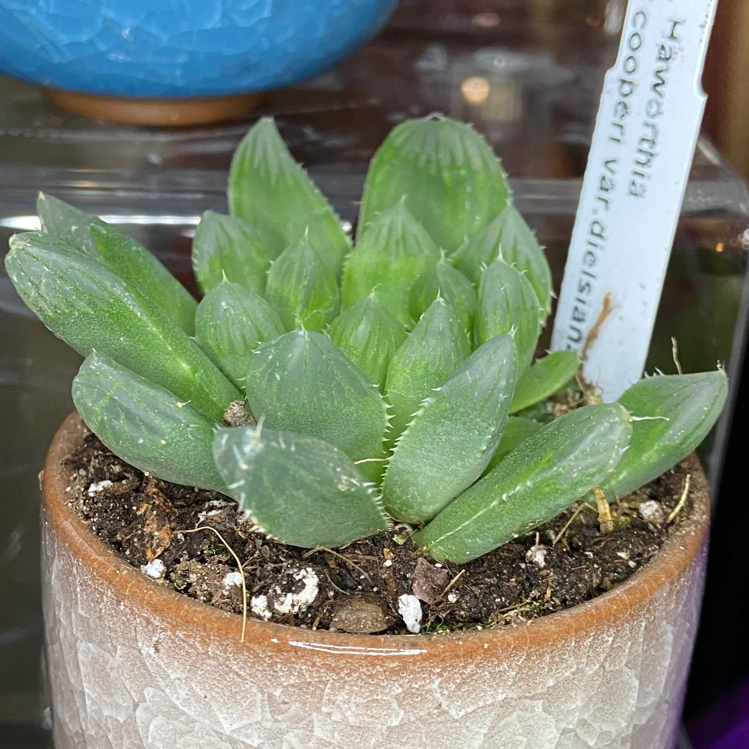 Photo of the plant species Haworthia Cooperi var. Dielsiana by @ejmac named Cooper on Greg, the plant care app