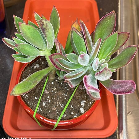 Photo of the plant species Echeveria Red Devotion by Ejmac named Devotion on Greg, the plant care app