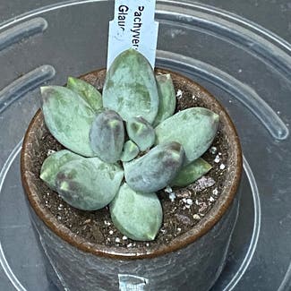 Pachyveria Little Jewel plant in Somewhere on Earth