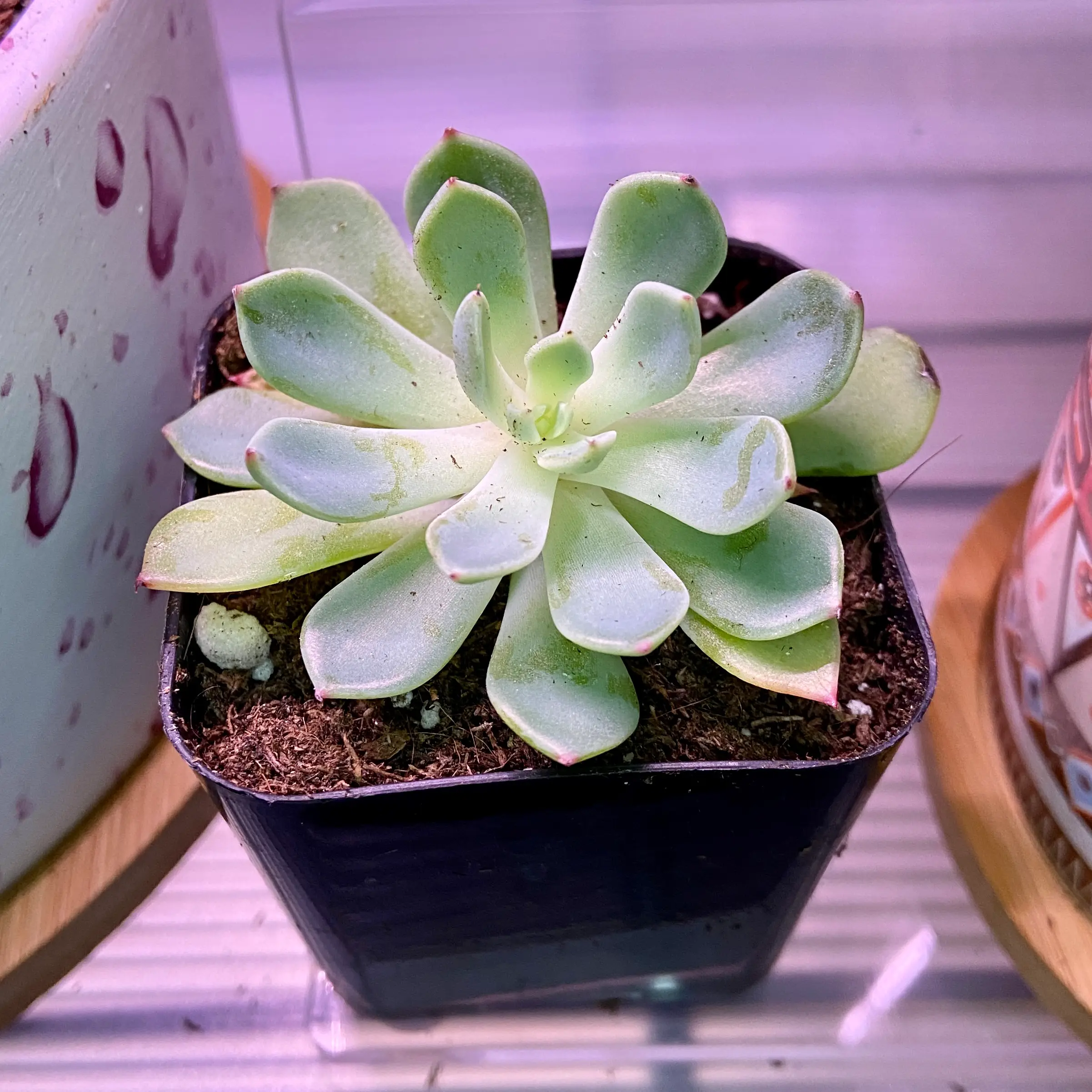 Photo of the plant species Echeveria Early Sunrise by @ejmac named Dawn on Greg, the plant care app