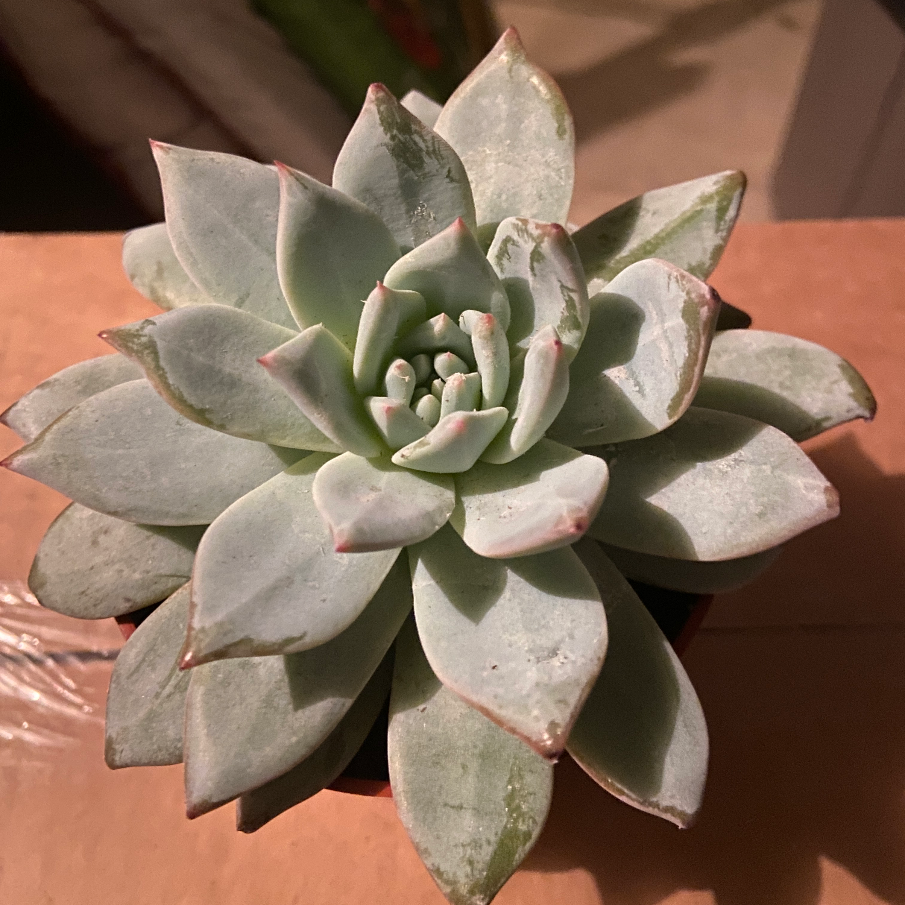Photo of the plant species Echeveria 'Bluebird' by @ejmac named Blue Bird on Greg, the plant care app