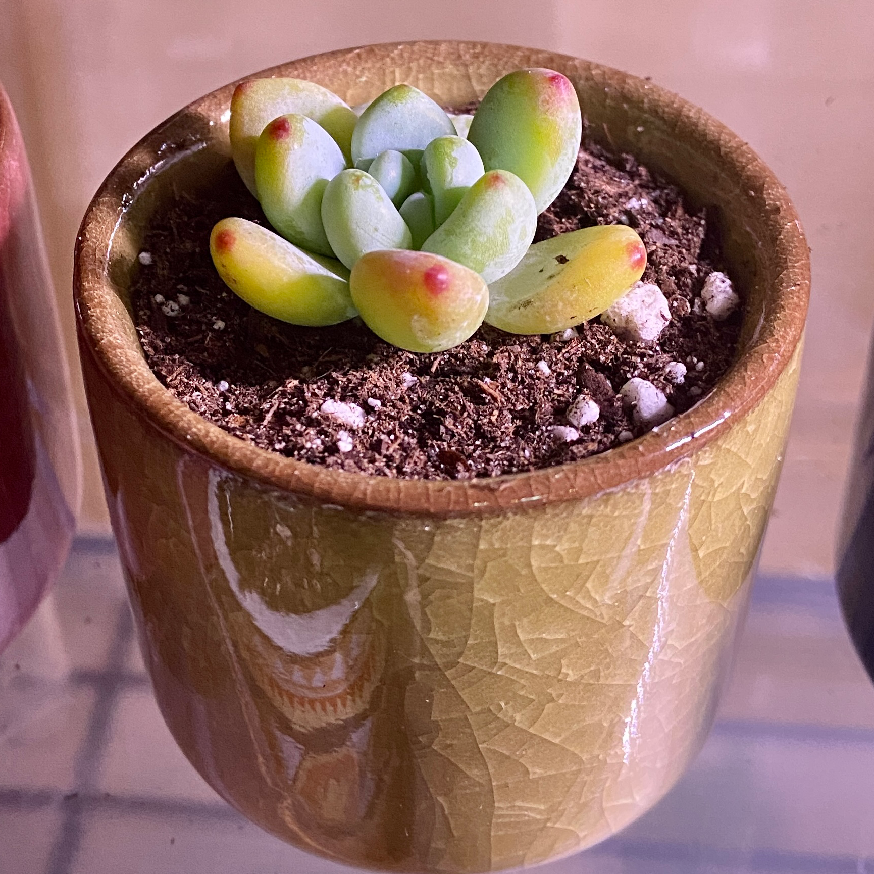 Small Sedum clavatum succulent in a pot with visible soil, well-framed and in focus.