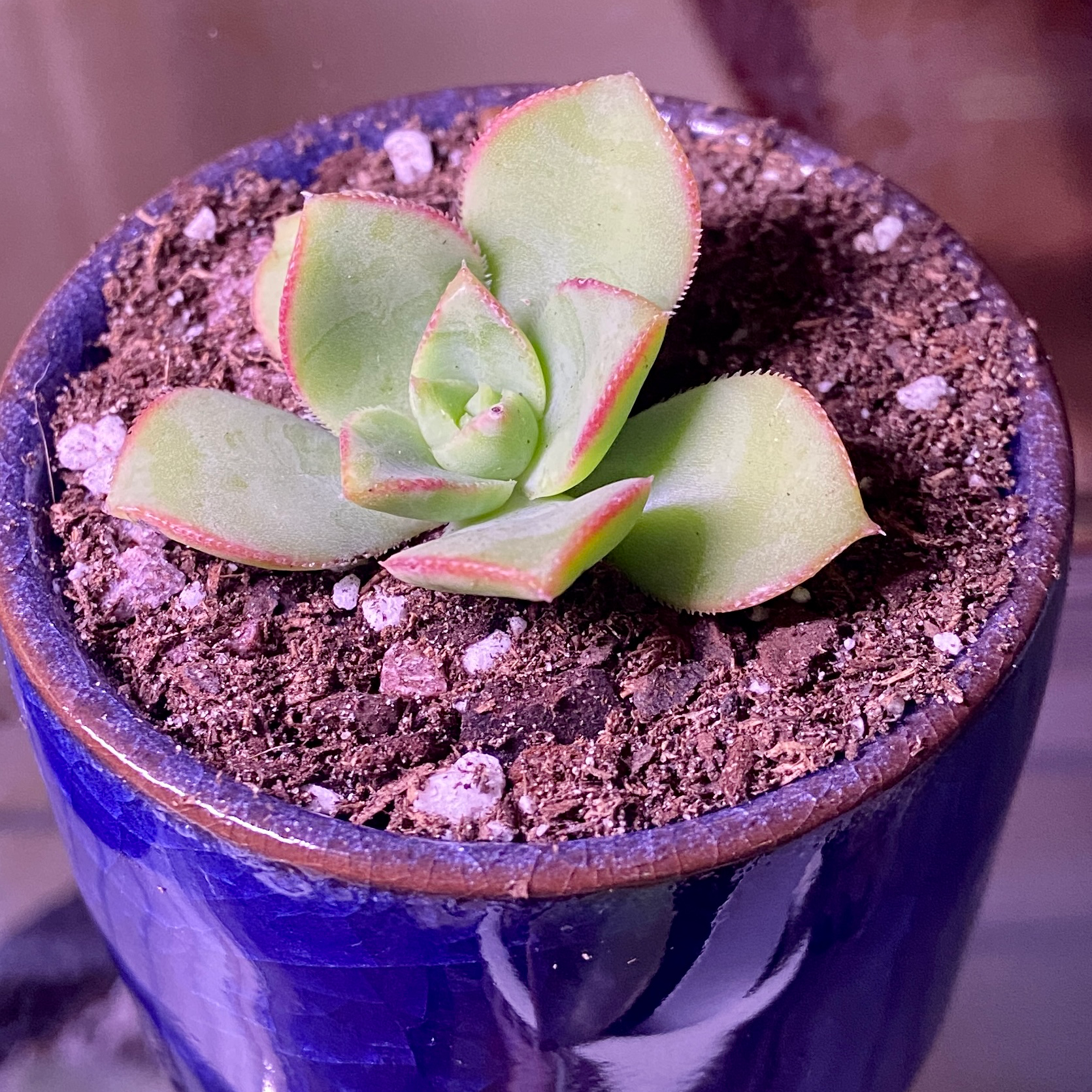 Chalk Dudleya plant in a blue pot with visible soil, well-framed and in focus.