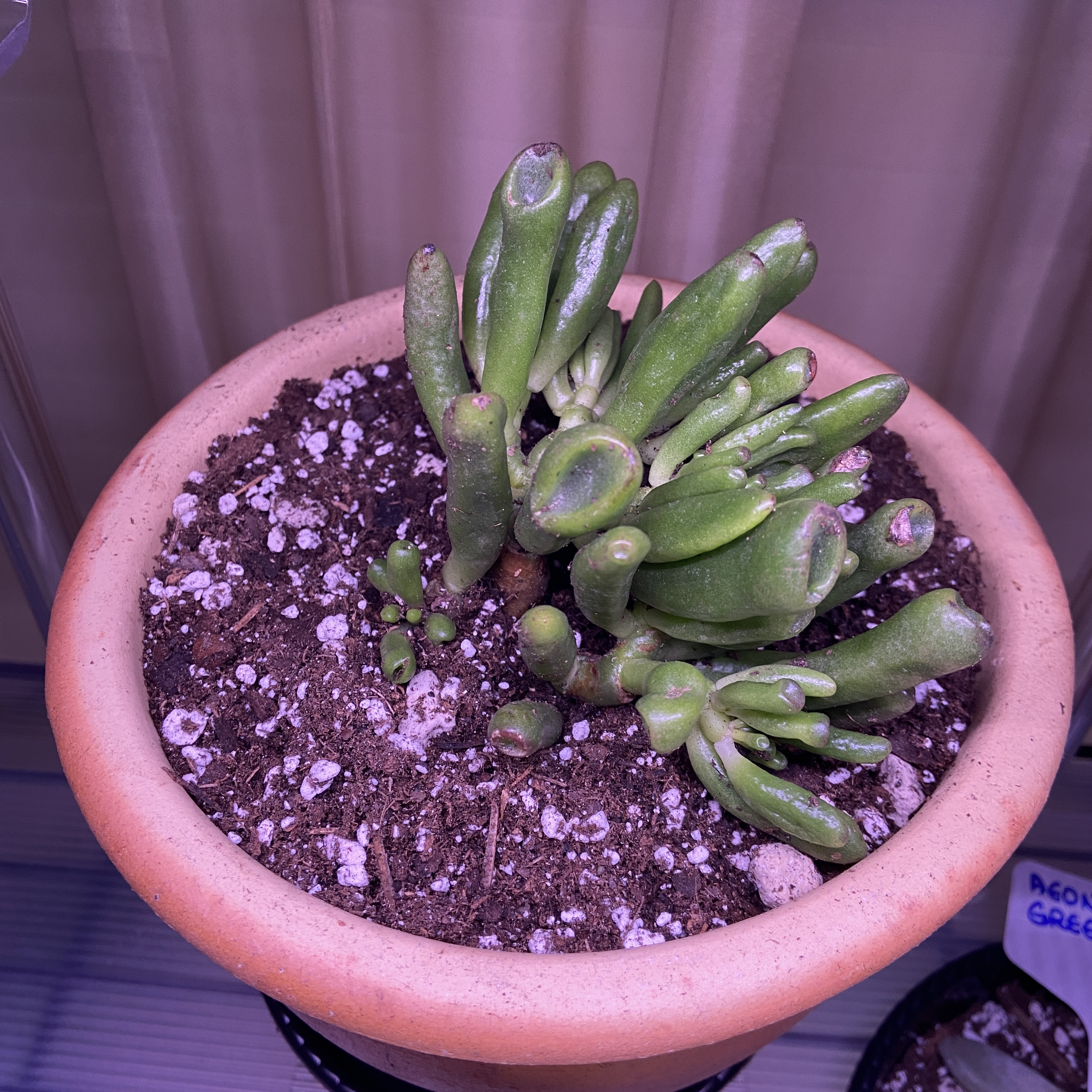 Photo of the plant species Crassula Ovata Ladyfingers by @ejmac named Lady on Greg, the plant care app