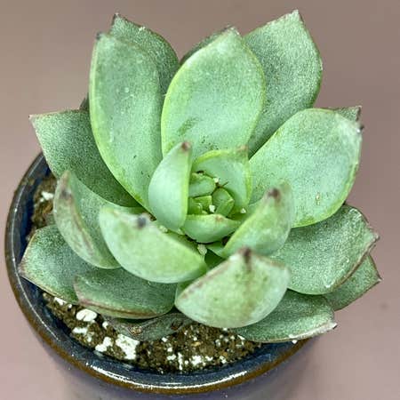 Photo of the plant species Echeveria sp. Grey by @ejmac named Grey on Greg, the plant care app