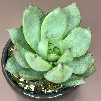 Echeveria sp. Grey plant in Somewhere on Earth