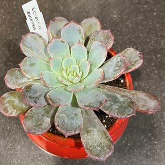 Echeveria Laulensis plant in Somewhere on Earth
