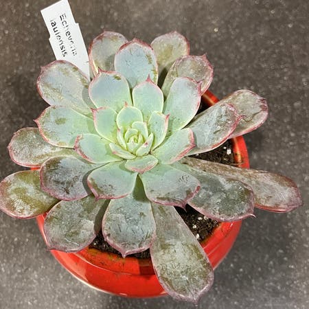 Photo of the plant species Echeveria Laulensis by Ejmac named Lauren on Greg, the plant care app
