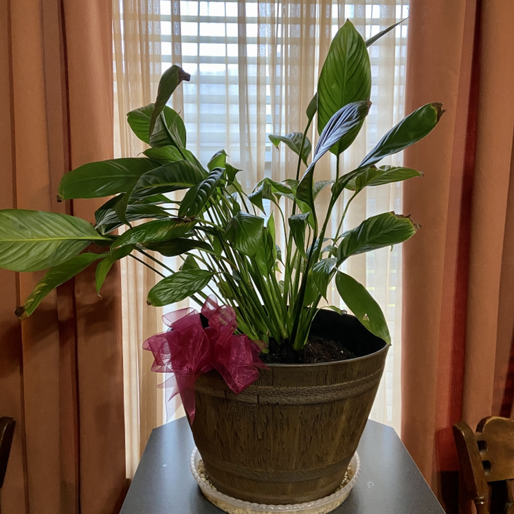 Peace Lily plant photo by @ejmac named Queen on Greg, the plant care app.